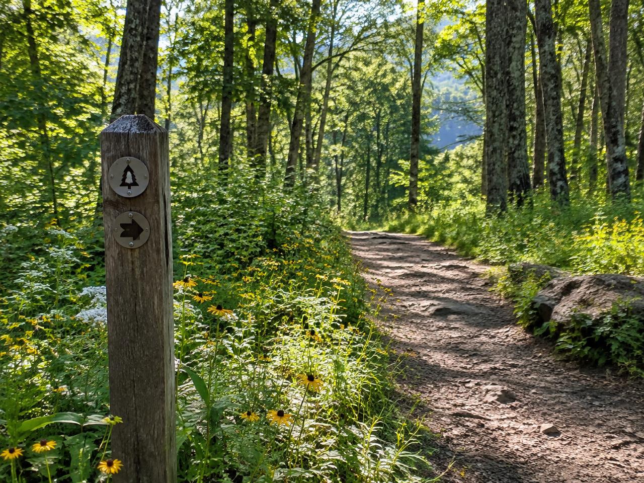 A sunlit forest path with wildflowers and a trail marker